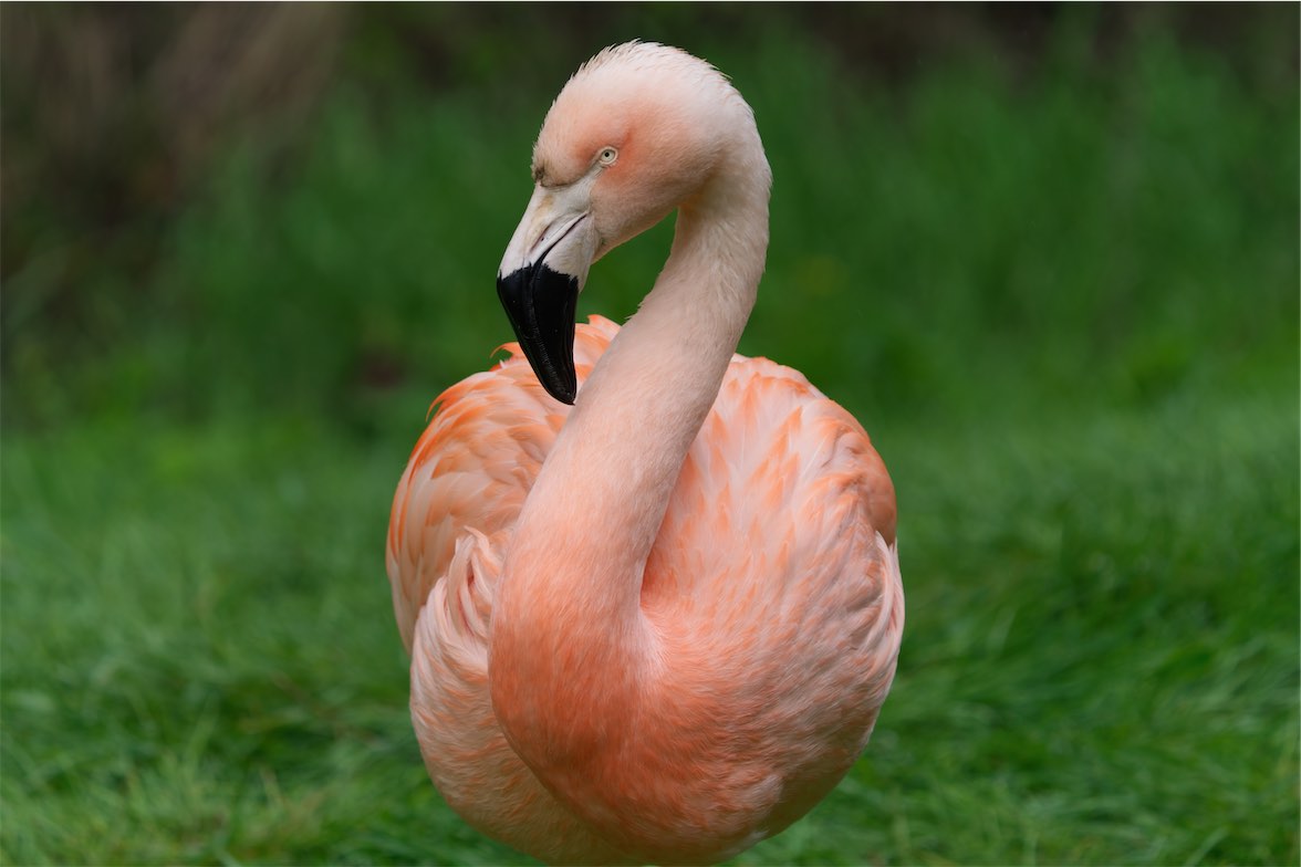 Flamingo 0506